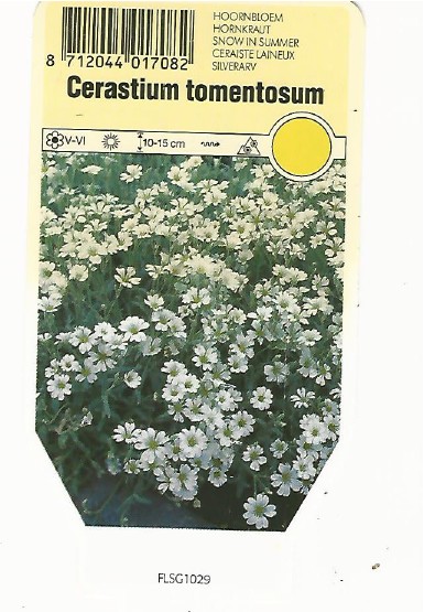 Cerastium tomentosum 0001.jpg